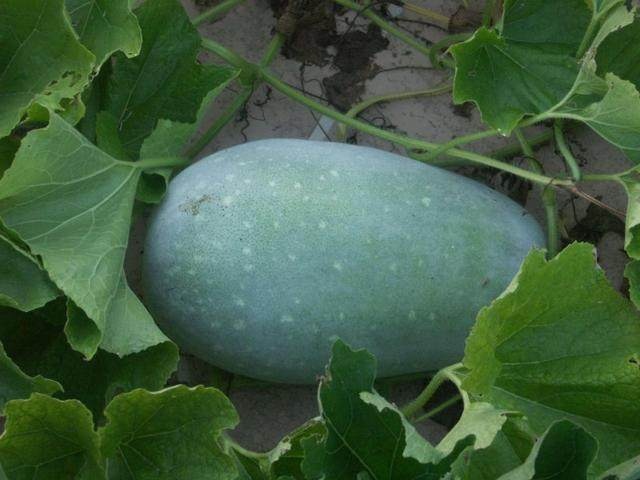 �Nֲ���ϑ�ԓ���ʩ�ʣ�ʩ�ʕr��Ҫע��ʲô��