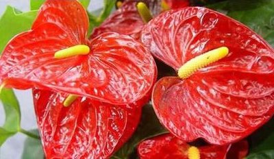 �B(y��ng)ֳ�t�Ƒ�(y��ng)ԓ���ʩ�ʣ��t��ʩ�ʼ��g(sh��)��