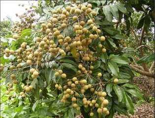 �Nֲ���ۑ�(y��ng)ԓ��ʲô�r(sh��)��ʩ������(y��ng)ԓ��ôʩ��