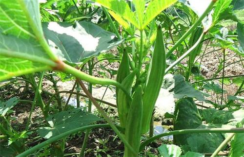 �Nֲ�����ԓ��ʲô�r��ʩ�ʣ���ԓ��ôʩ��