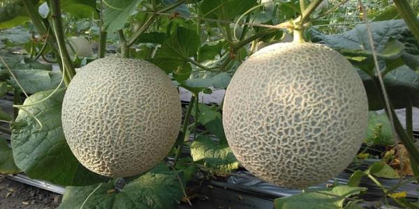 ���ܹ�ʩ����Ҫʲô���ϣ�ʩ�ʷ�����ʲô��