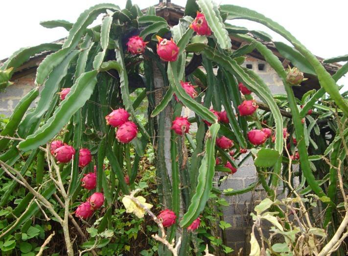 ������������(y��ng)ԓ���ʩ�ʣ����Ҏ(gu��)����ʲô��