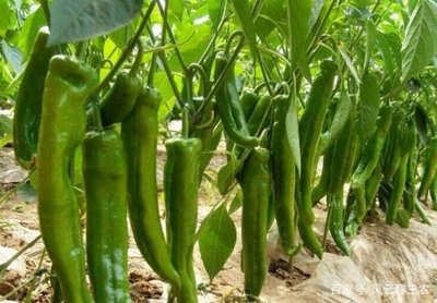 �Nֲ�ཷ��ԓ���ʩ�ʣ��ཷʩ�ʼ��g��