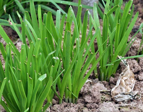 �������׷�ʩ�ô�����Щ�`�^����Ҫע��ʲô��