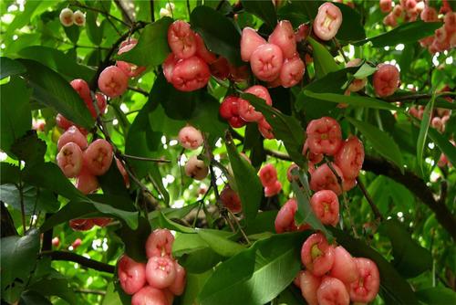 ɏ�F�����Ҏ(gu��)����ʲô��ɏ�F��(y��ng)ԓ���ʩ�ʣ�