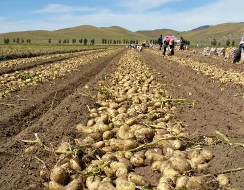 �����Nֲ�^���Б�ԓ���ʩ�ʣ���Ҫע��ʲô