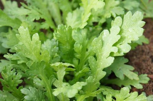 ����ʩ����Ҫ��ѭʲôҎ�ɣ�����ʩ����Ҫע��ʲô��