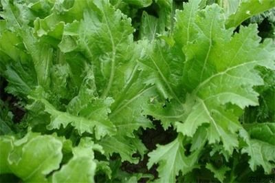 ����������ﶬ��Ч����������ԓ���ʩ�ʣ�