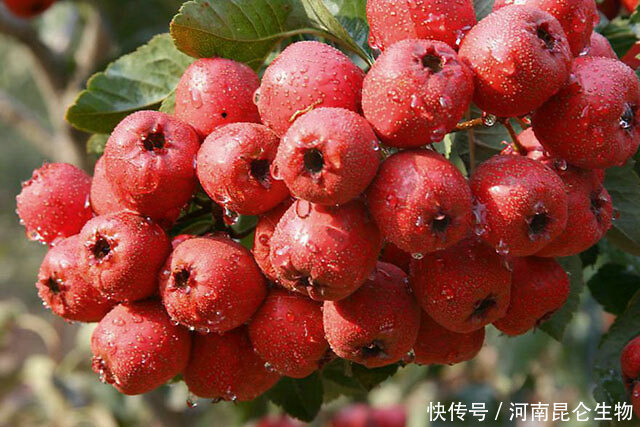 �Nֲɽ�ʩʲô�ʺã���ԓ���ʩ�ʣ�