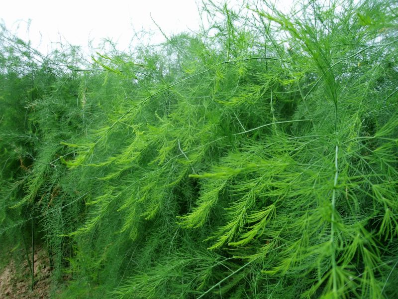 �J�S�瑪ԓʩʲô�ʣ���ԓ���ʩ�ʣ�