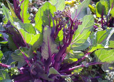 �Nֲ�t��̦��Ҫʩʲô�ʣ�ʩ�ʕr(sh��)��Ҫע��ʲô��