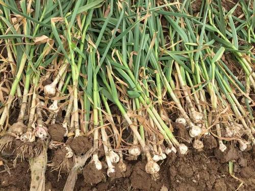 �����ߴ���a(ch��n)��������߮a(ch��n)�Nֲ���g(sh��)��