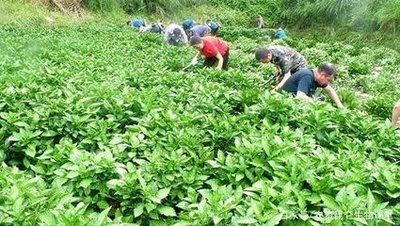 �Nֲ���{(l��n)����(y��ng)ԓ���ʩ�ʣ���Ҫע��ʲô��