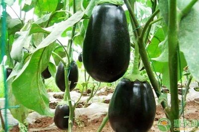 ���ӵ�������c��ʲô���Nֲ���ӑ�ԓ���ʩ����