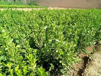 �Nֲ�S�ԓ���ʩ�ʣ��S��ʩ�ʼ��g��