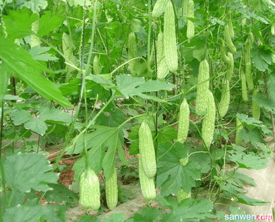 �Nֲ��ϑ�ԓ���ʩ������Ҫע��ʲô��