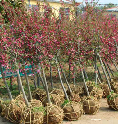 ���Ę��瑪(y��ng)ԓ���ʩ�ʣ����Ę���ʩ�ʼ��g(sh��)��