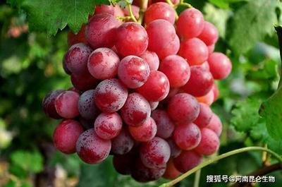 �t�����ё�(y��ng)ԓ���ʩ�ʣ�ӛס�@���c��