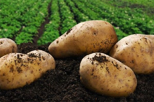 �紺��Ĥ������ηNֲ��