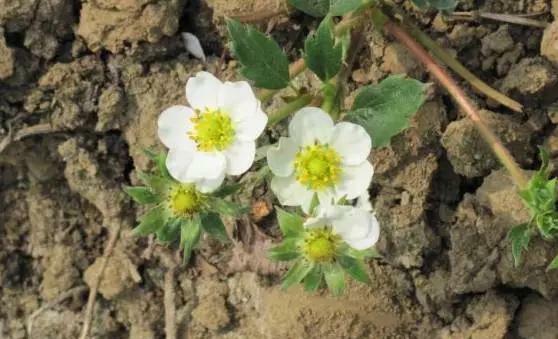 ��ݮ���ڑ�ԓ������ʣ�ӛס�@���c��