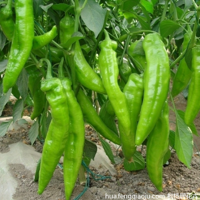 �Nֲ�ཷ��ԓ���ʩ�ʣ�ӛס�@���c��