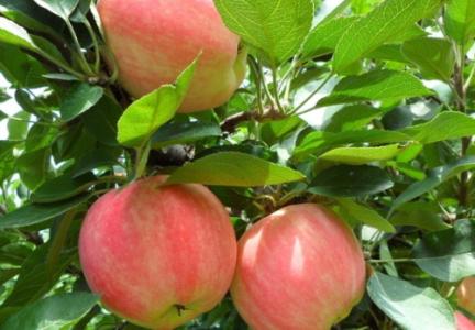 �紺�O������ô��ø߮a(ch��n)�߮a(ch��n)���A(ch��)����Ҫ�a(b��)��ɶԪ�أ�