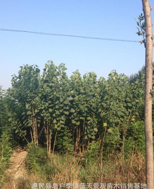 ������ľ��(y��ng)ԓ���ʩ�ʣ�ӛס�@���c��