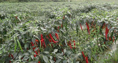 ������Ҫʩ��Щ������ԓ���ʩ����