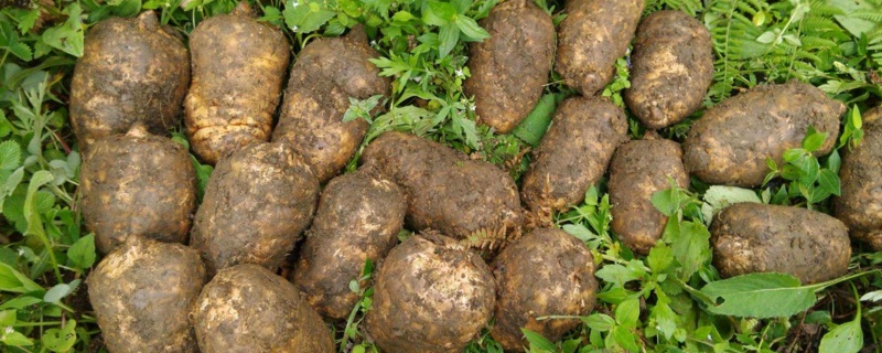 ����ԓ��ηNֲ������߮a���༼�g��