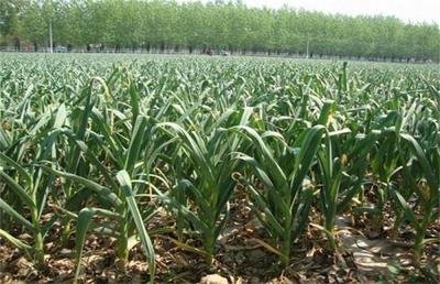 �����ߴ���a�����߮a�������༼�g��