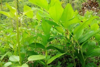 �S��Ҫ���ӷNֲ���S���ķNֲ�l���͹���������