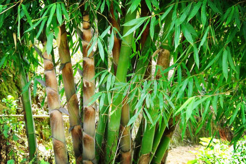 �Nֲ���S��ԓ���ʩ�ʣ����Sʩ�ʼ��g��