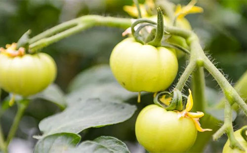 ���r(n��ng)�������У��N����(y��u)�|(zh��)���ѣ�