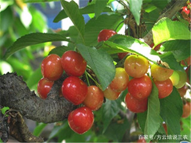 �Nֲ���ґ�ԓ���ʩ�ʣ����ȥ׷����