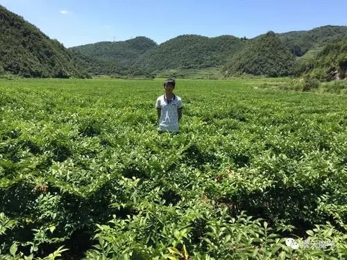 �׷ʶ��ʩһ�Σ���������ʲô���ã�