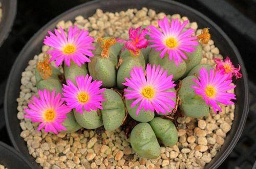 ��ʯ����(y��ng)ԓ���ʩ�ʣ���Ҫע��ʲô��