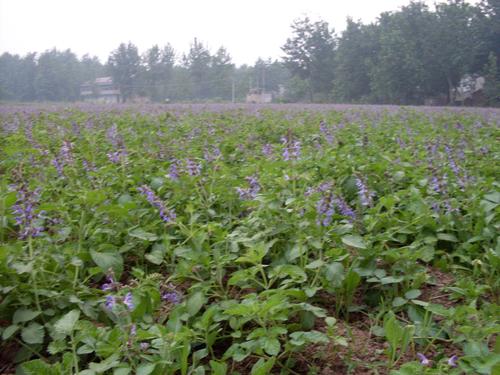 �����÷Nô���Nֲ������(y��ng)ԓʩʲô�ʣ�