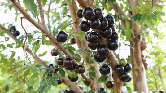 ��������Ҫʲô�ӵķNֲ�h�������ʩ�ʣ�