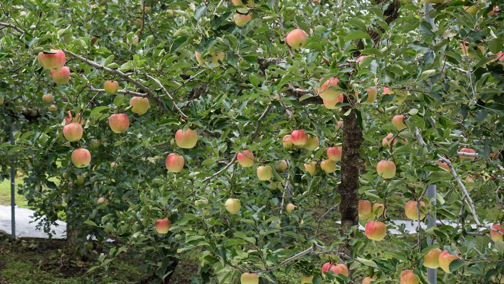 �����}��ʲô�r��ʩ��Ч�����^�ã���ʲô��̎��