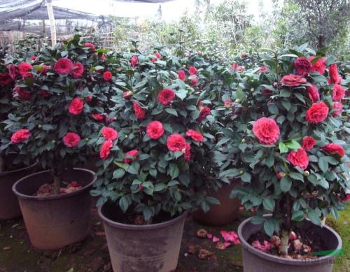 �����ЙC�軨��ԓ���ʩ������Ҫע��ʲô��