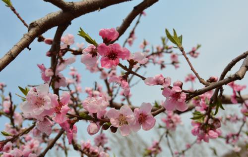 ����������������軨������������䴺������Ҫ�c��