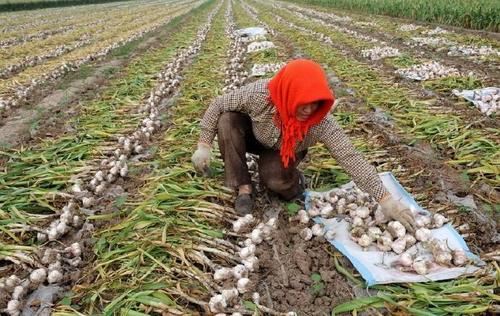 ������Ҫʲô�ӵķNֲ�l�������ʩ����