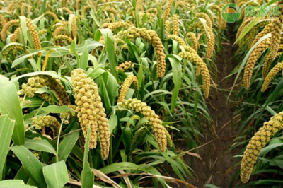 С����ηNֲ��С�׷Nֲԓע����Щ���}��