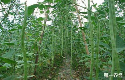 ¶�ض�����ô�Nֲ��ԓע����Щ���}��