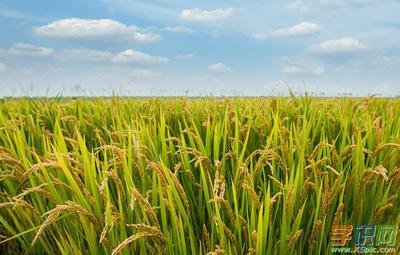 �ЙC(j��)ˮ�����ӷNֲ���ЙC(j��)ˮ���Nֲ�������g(sh��)��