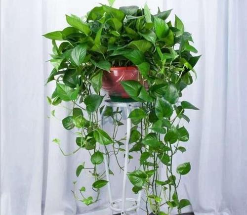 ���ԾG�}��ʲô���ϱ��^������ˮ��ι�����