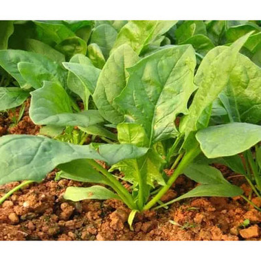 ������ô�Nֲ��ʲô�r�g�Nֲ�^�ã�