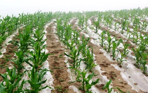 ��Ĥ���׶�ó��磿��(y��ng)ԓ������磿