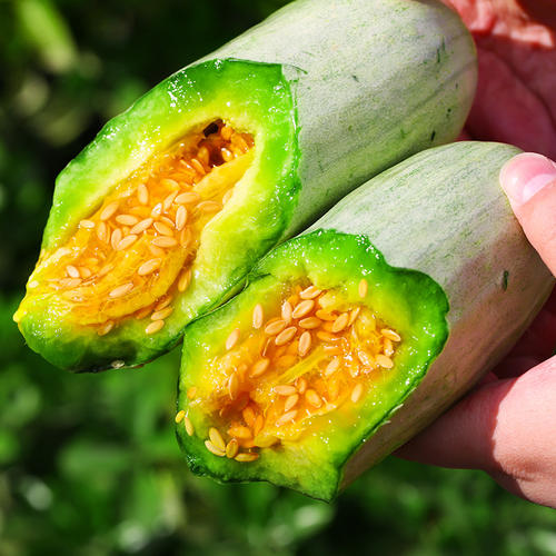 ���������ڎ��·ݷNֲ�����·ݳ�����