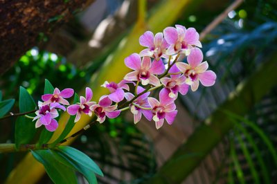 ʯ���m��ԓ��ηNֲ�����ʩ�ʣ�